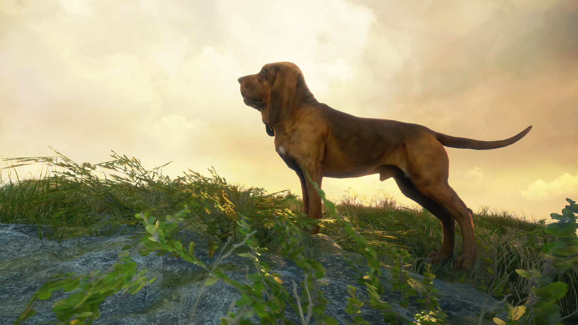 (5.64$) theHunter: Call of the Wild - Bloodhound DLC Steam Altergift